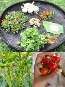 Read more about the article ဒေသမျိုးစေ့ထိန်းသိမ်းရေးဆောင်ပါး