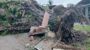 Read more about the article မိုးညှင်းမှာ မူးယစ်ဆေး ရောင်းဝယ်သူတွေ ဆူပူတာကြောင့် ပြည်သူများအနှောက်အယှက်ဖြစ်နေ မိုးညှင်းမြို့။ ၂၅၊ဇူလိုင်လ၊၂၀၂၅ မိုးညှင်းမြို့ နောင်စွန်းရပ်ကွက် လမ်းဆုံ ဒေါင့်မှာ မူးယစ်ဆေး ရောင်းဝယ်သူတွေညအချိန်မတော် ဆူပူသောင်းကျန်းနေတာ‌ကြောင့် မြို့နေပြည်သူများ ညမအိပ်ရဘဲ အနှောက်အယှက် ဖြစ်နေတယ်လို့ ပြောပါတယ်။ “နောင်စွန်းလမ်းဆုံက မော်တော်ပီကေရုံးတဲ ထဲမှာ ည(၁၁)နာရီလာက်ဆိုရင် ဖိုးသမားတွေ စုပြီး ဆေးအရောင်းအဝယ်လုပ်ကြတယ် ၊ဆဲဆို အော်ဟစ်ပြီးဆူညံနေတော့ မအိပ်ရဘူး  ‌‌‌‌‌‌‌‌၊ရာမကြောင်တဲ့သူကလဲအကျယ်ကြီးအော်ပြီး မော်တော်ပီကေရုံးတဲကို ဒုတ်နဲ့ဆက်တိုက်ထုနေတာ ၊ဆေးထိုးအပ်တွေဆိုပုံလို့ အမှိုက်တွေရော  ဆိုင်ကယ်တစ်စီးပြီး တစ်စီး ရပ်လိုက်သွားလိုက်နဲ့ ဆူညံနေကြတာ၊ ခွေးကလည်း ညတိုင်းဟောင်တာ မရပ်တော့ဘူး ၊မီးပျက်လို့ ပူတာကတမျိုး ၊ သူတို့ဆူလွန်းလို့  မအိပ်ရတာကတမျိုးနဲ့ အိပ်ရေးပျက်တာ တပတ်လောက်ရှိပြီ ၊”လို့ နောင်စွန်းလမ်းဆုံအနီးမှာနေတဲ့ ပြည်သူတစ်ဦးက ပြောပါတယ်။ မော်တော်ပီကေရုံးတဲကို ပြီးခဲ့တဲ့ ဇွန်လက သော့ခတ်ပြီး ရုံးတဲအနီးတဝှိုက်က ခြုံတွေကို စည်ပင်သာယာက ရှင်းထားပေမယ့်  ရုံးတဲအနောက်ဖက်က အမှောင်ထဲမှာ မှောင်ရိပ်ခိုပြီး ဆေးအရောင်းအဝယ်လုပ် နေကြတာဖြစ်တယ်လို့ သူကဆိုပါတယ်။ မိုးညှင်းက သက်ဆိုင်ရာတာဝန်ရှိသူတွေ အနေနဲ့ မူးယစ်ဆေးဝါးရောင်းဝယ်နေပြီး ညအချိန်မတော် ဆူပူသောင်းကျန်းနေတဲ့သူတွေကို အရေးယူဖမ်းဆီးတာမျိုး ပြုလုပ် စေထပ်ချင်တယ်လို့ မြို့ခံတွေကတောင်းဆို‌နေကြပါတယ်။